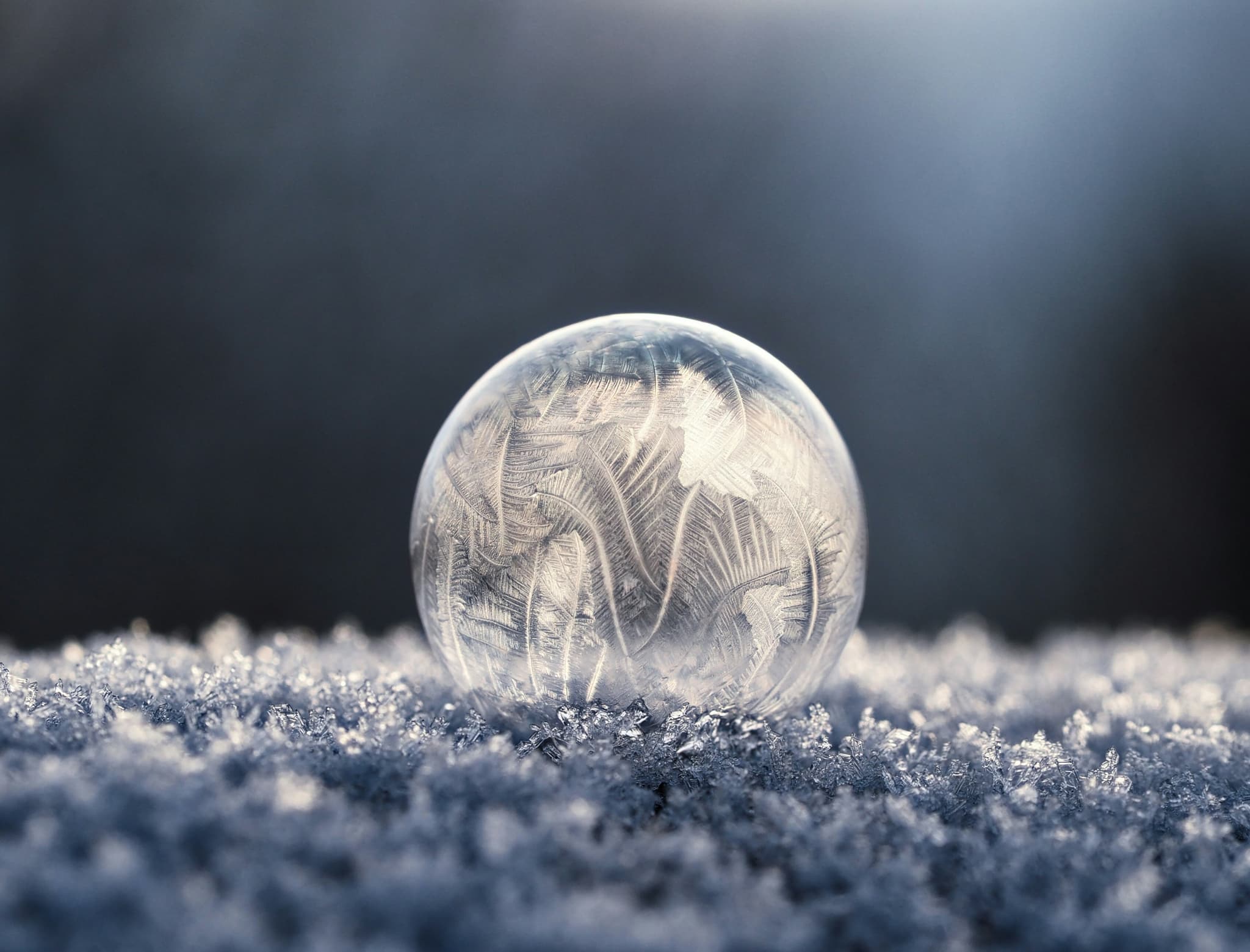 Macro Photography